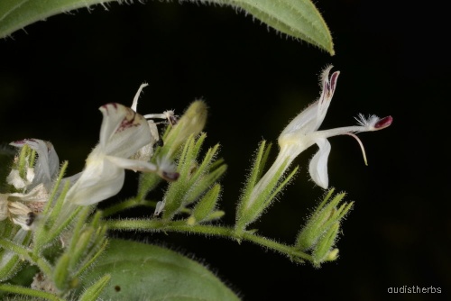 Andrographis echioides flower3.jpg
